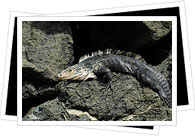 reptiles in Costa Rica