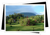 Costa Rica plants