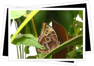 Butterfly Farm Costa Rica