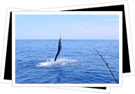 Sport Fishing Costa Rica